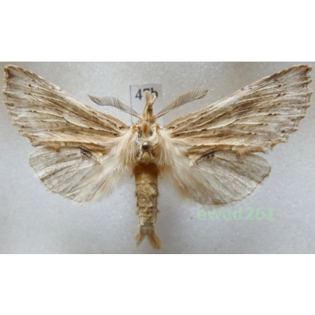 Pterostoma palpina (Clerck, 1759) male Czech47b